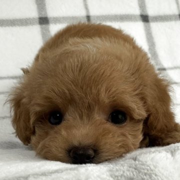 マルプー(マルチーズ×トイプードル)【東京都・女の子・2025年4月10日・アプリコット🐩】の写真「鼻短、ドワーフタイプ🐻」