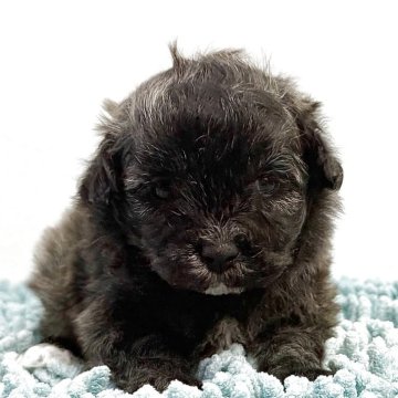 マルプー(トイプードル×マルチーズ)【東京都・男の子・2025年10月20日・ブリンドル🐩】の写真「希少ブリンドルの鼻短、ドワーフタイプ🐻」