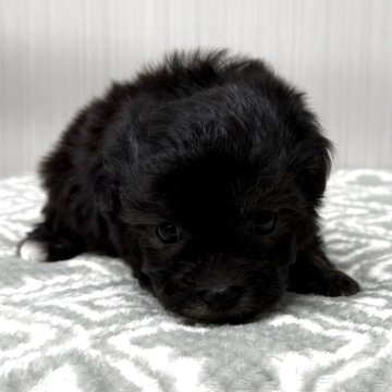 マルプー(トイプードル×マルチーズ)【東京都・女の子・2025年10月20日・グレー、シルバー🐩】の写真「希少グレー、シルバーの鼻短、ドワーフタイプ🐻」