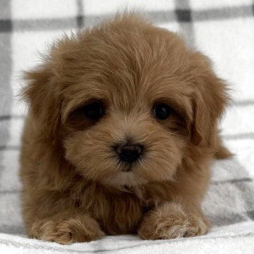 マルプー(マルチーズ×トイプードル)【東京都・女の子・2025年4月10日・アプリコット🐩】の写真「鼻短、ドワーフタイプ🐻」