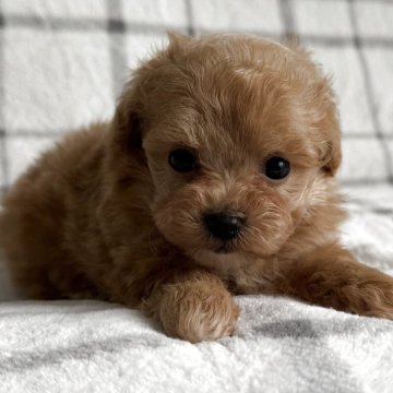 マルプー(マルチーズ×トイプードル)【東京都・男の子・2025年4月10日・アプリコット🐩】の写真「鼻短、ドワーフタイプ🐻」
