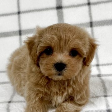 マルプー(マルチーズ×トイプードル)【東京都・女の子・2025年4月10日・アプリコット🐩】の写真「鼻短、ドワーフタイプ🐻」
