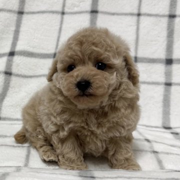 トイプードル(タイニー)【東京都・女の子・2025年9月15日・クリーム🐩】の写真「まんまるおめめがチャームポイント🐤」