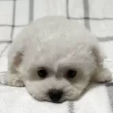 ビションフリーゼ