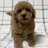 タイニープードル