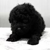 トイプードル(トイ)