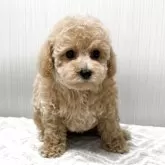 タイニープードル