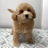 タイニープードル