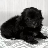 マルプー(トイプードル×マルチーズ)【東京都・女の子・2025年10月20日・グレー、シルバー🐩】の写真3「鼻短🐽」