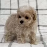 マルプー(マルチーズ×トイプードル)【東京都・女の子・2025年4月27日・アプリコット🐩】の写真6「おっとりさん🐣」