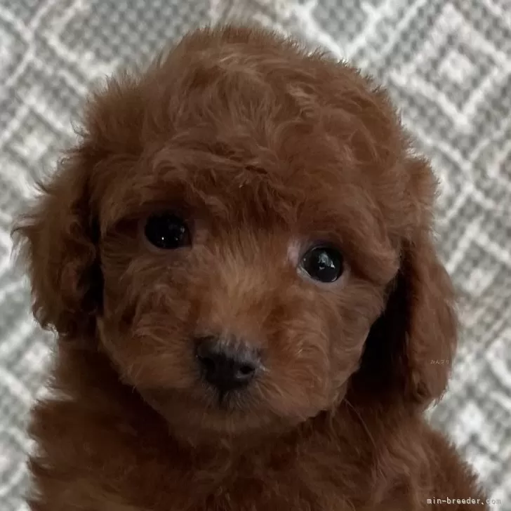 ID：2403-03030の子犬