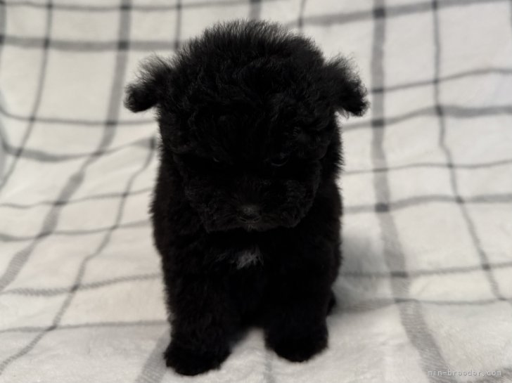 ティーカッププードル【・男の子・2025年1月25日・ブラック】「ティーカップ🐩」