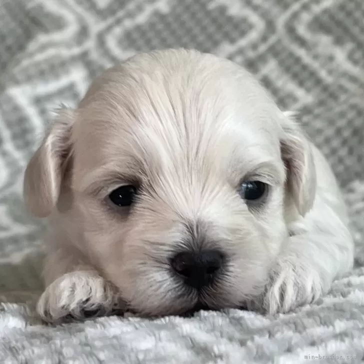 ID：2404-03518の子犬