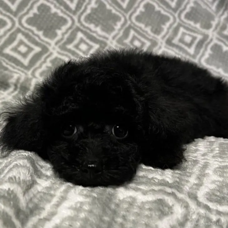 ID：2307-02366の子犬