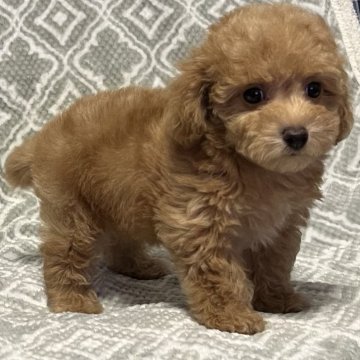 トイプードル(タイニー)【東京都・女の子・2023年11月11日・アプリコット🐩】の写真「新春キャンペーン価格🐻１月３１日まで🙇」