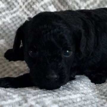 トイプードル(トイ)【東京都・女の子・2024年3月10日・ブラック🐩】の写真「🐩控えめタイプ🐩」