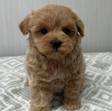 マルプー(マルチーズ×トイプードル)【東京都・女の子・2024年8月18日・クリーム🐩】の写真「鼻短、ドワーフタイプ🐻」