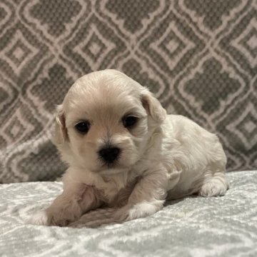 ミックス(ティーカッププードル×マルチーズ)【東京都・女の子・2023年8月28日・ホワイト🐩】の写真「鼻短、ドワーフタイプ🐻ご見学可能です。」