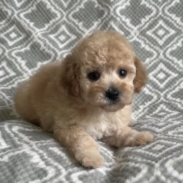 トイプードル(タイニー)【東京都・女の子・2024年3月30日・アプリコット🐩】の写真「タイニーサイズのかわいい子💕」