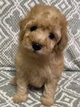 トイプードル(トイ)【東京都・女の子・2021年2月20日・アプリコット🐩】の写真「マズル短め、クマ顔タイプ🐻」