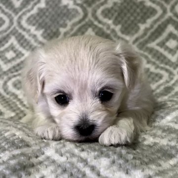 マルプー(トイプードル×マルチーズ)【東京都・女の子・2024年3月18日・ホワイト🐩】の写真「鼻短、ドワーフタイプ🐻」