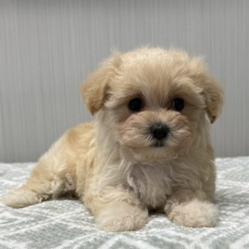マルプー(マルチーズ×トイプードル)【東京都・女の子・2024年8月18日・クリーム🐩】の写真「鼻短、ドワーフタイプ🐻」