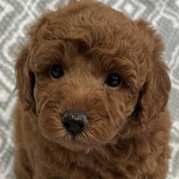 トイプードル(トイ)【東京都・男の子・2023年3月27日・レッド🐩】の写真「クマ顔タイプ🐻」