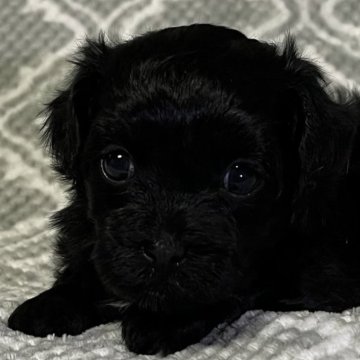 マルプー(トイプードル×マルチーズ)【東京都・女の子・2024年3月18日・ブラック🐩】の写真「鼻短、ドワーフタイプ🐻」