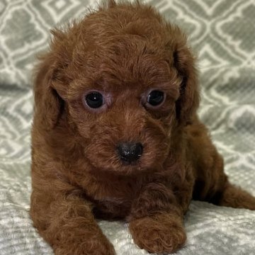 トイプードル(トイ)【東京都・女の子・2023年12月4日・レッド🐩】の写真「バレンタインキャンペーン価格🐻２月末日まで🙇」