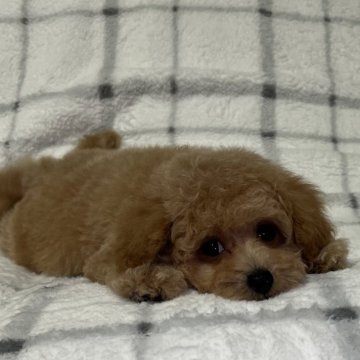 トイプードル(タイニー)【東京都・女の子・2023年12月11日・アプリコット🐩】の写真「マズル短め🐷オーナーイチオシ🐾」