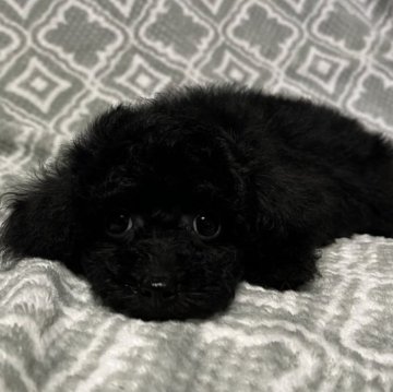トイプードル(タイニー)【東京都・女の子・2023年6月19日・ブラック🐩】の写真「マズル短め、クマ顔タイプ🐻」