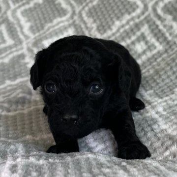 トイプードル(トイ)【東京都・男の子・2024年3月10日・ブラック🐩】の写真「🐩控えめタイプ🐩」