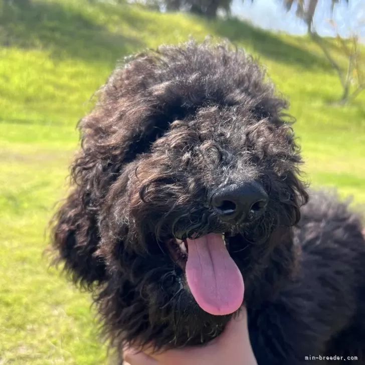 ID：2506-01577の子犬