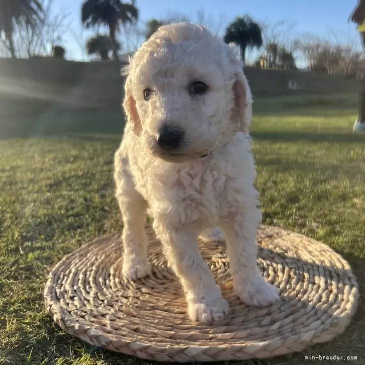 ID:2410-06293の子犬