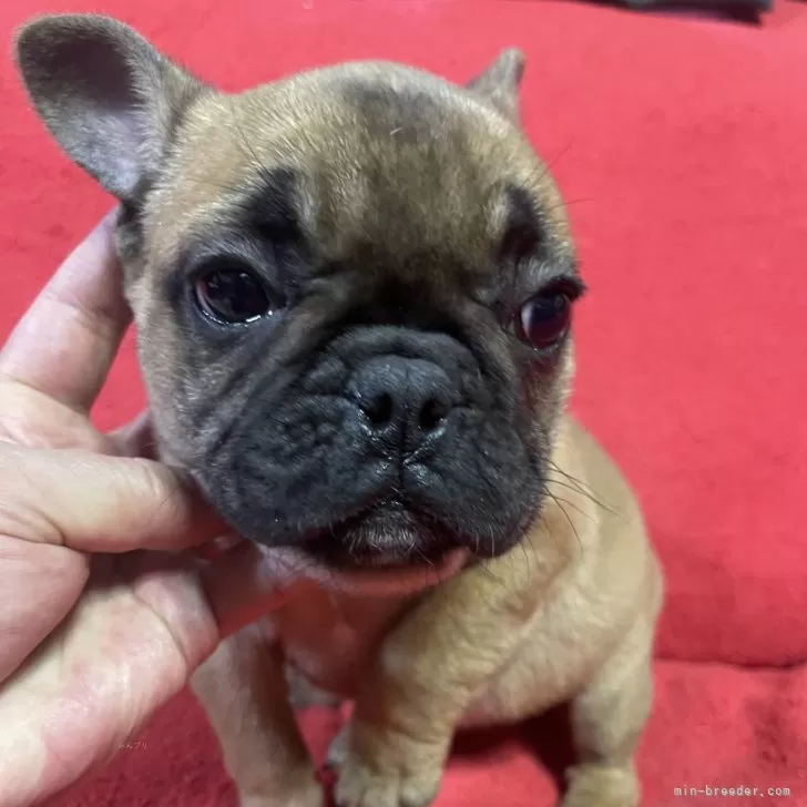 ID：2412-00728の子犬