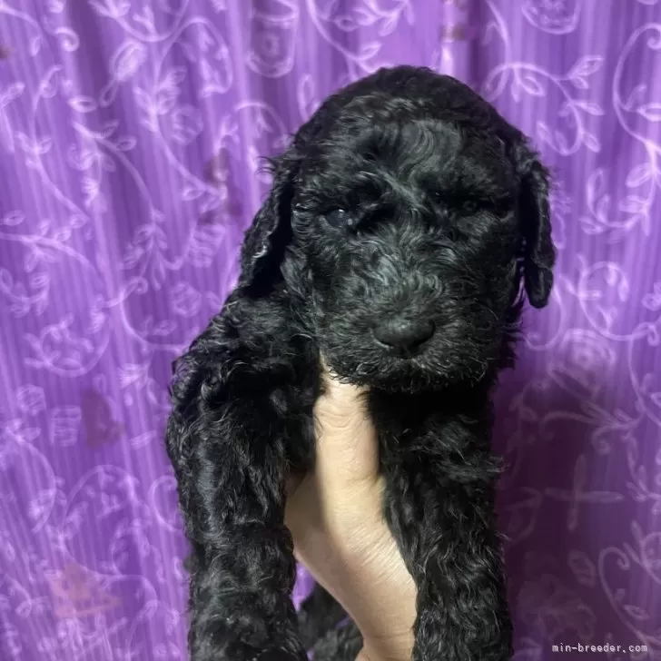 ID：2411-00654の子犬