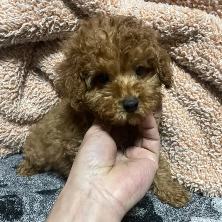 ID:2312-02392の子犬