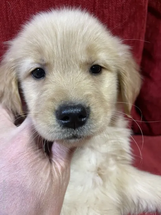 ID:2201-04177の子犬