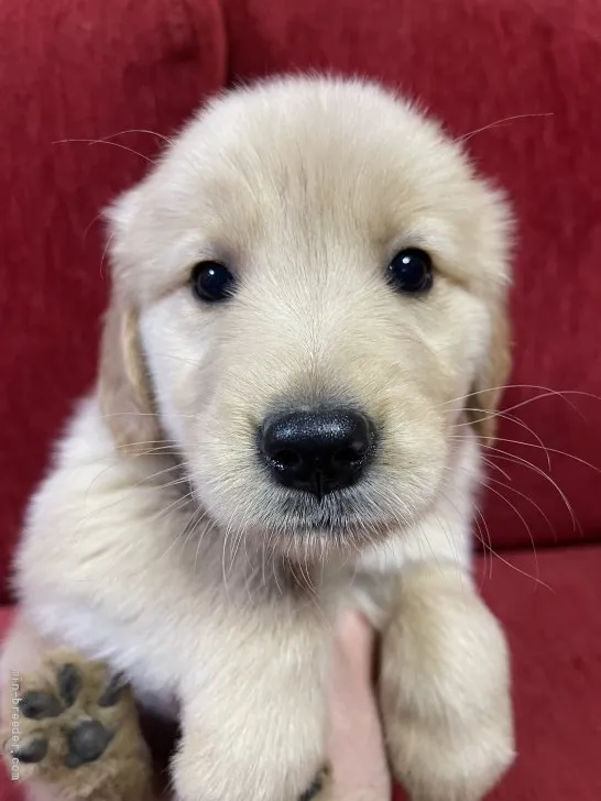 ID:2201-04176の子犬