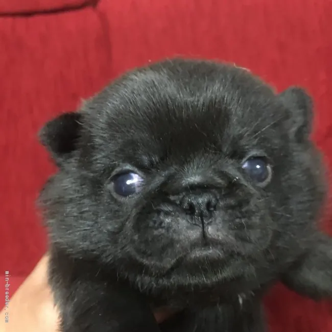 ID：2004-03093の子犬