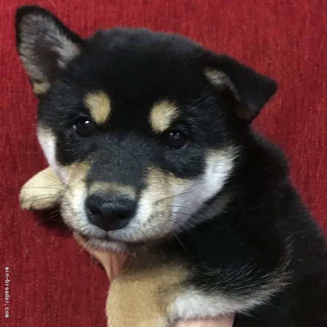 ID:2011-00998の子犬