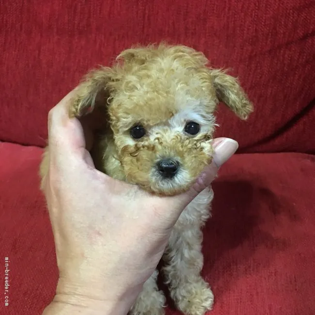 ID：2007-03059の子犬