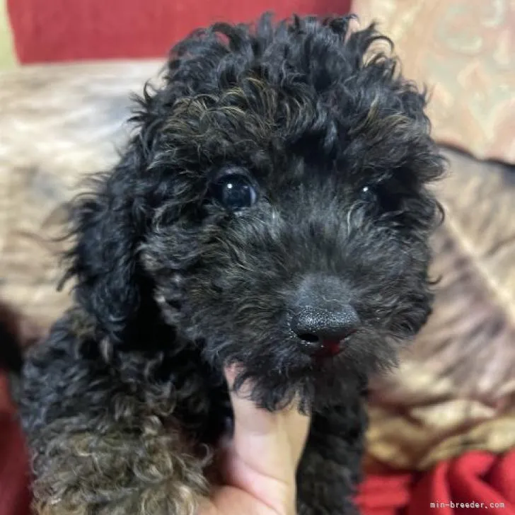 まろん 様のお迎えした子犬
