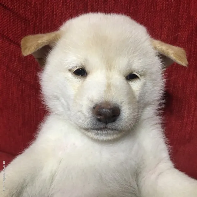 ID:2010-03002の子犬