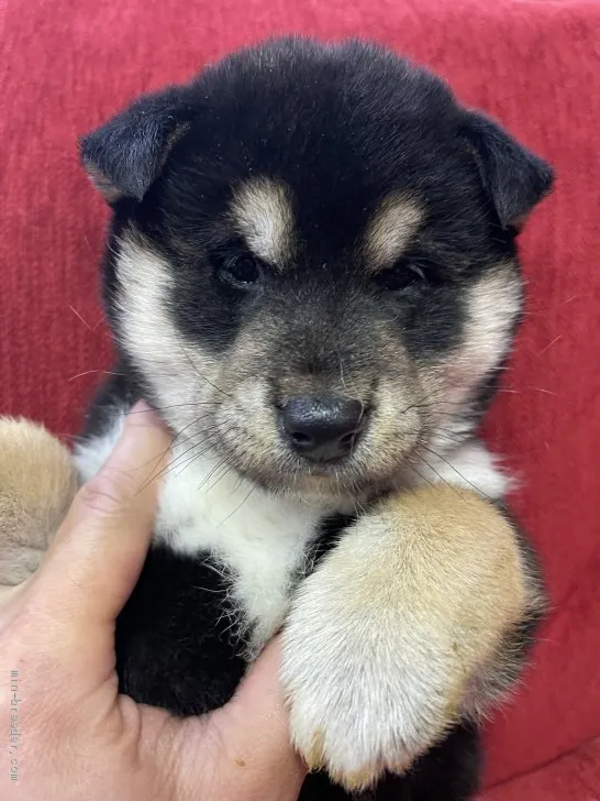 ID:2102-02563の子犬