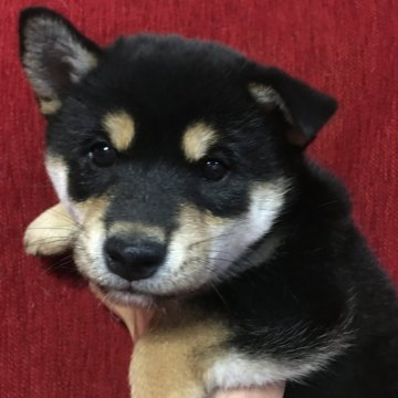 柴犬(標準サイズ)【千葉県・女の子・2020年9月18日・黒】の写真「人懐こい子です。」