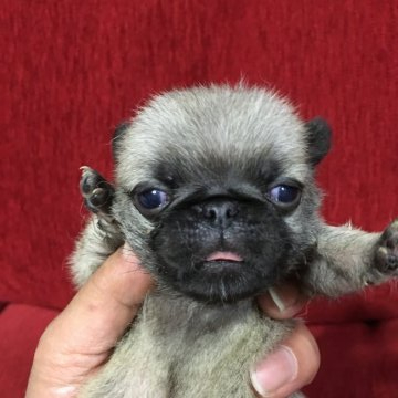 パグ【千葉県・男の子・2020年4月9日・フォーン】の写真「極小パグ  です❗️」