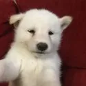 柴犬(標準サイズ)【千葉県・女の子・2020年8月1日・白】の写真1