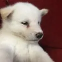 柴犬(標準サイズ)【千葉県・女の子・2020年8月1日・白】の写真3