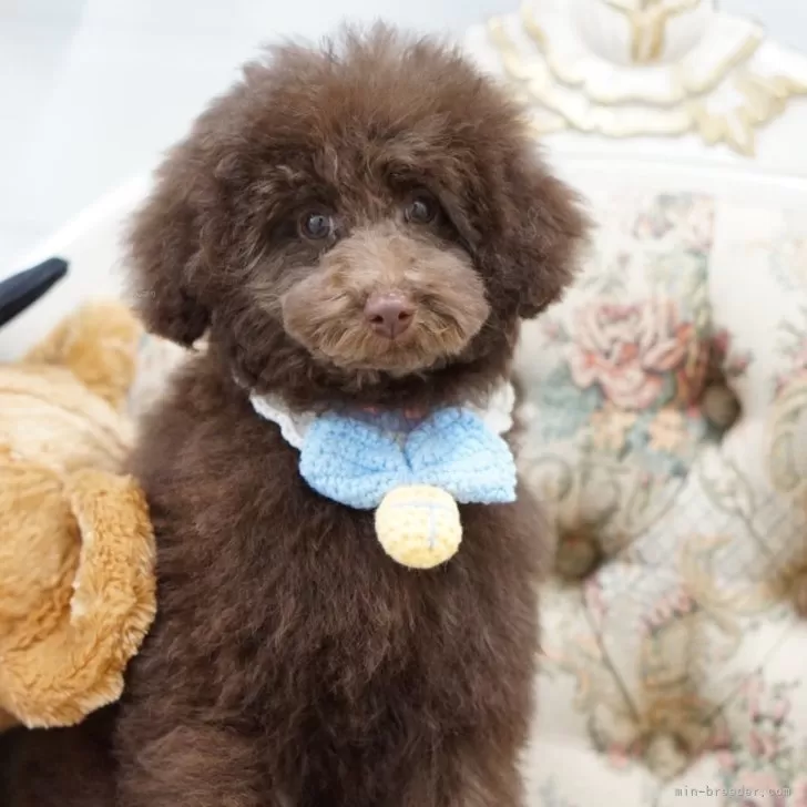 ID:2502-05004の子犬